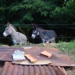 Voici les ânes de l'atelier, Casquette et Biscotte!