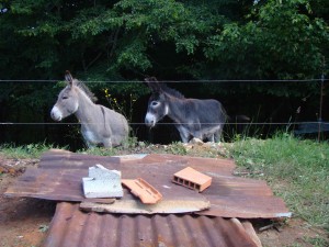 Voici les ânes de l'atelier, Casquette et Biscotte!